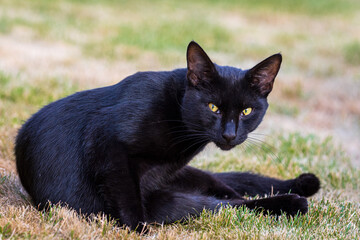 black cat on grass