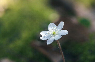 small white wild flower anemone hepatica