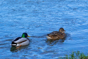 Wild ducks swimming near the shore