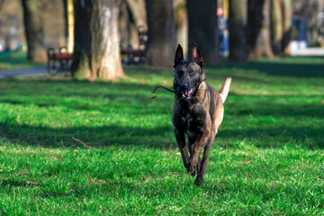 Belgian Malinois shepherd dog on a walk