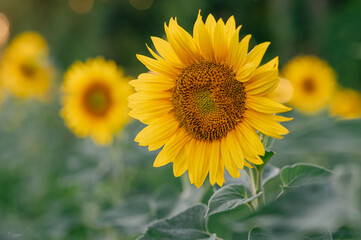 A lot of blooming sunflowers in the rays of the sun in the field.