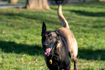 Belgian Malinois shepherd dog on a walk