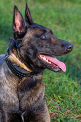 Belgian Malinois shepherd dog on a walk