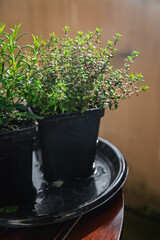 thyme in pot spice indoor plant  healthy meal food snack on the table copy space food background rustic top view