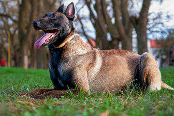 Belgian Malinois shepherd dog on a walk