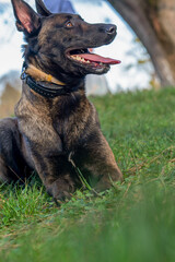 Belgian Malinois shepherd dog on a walk