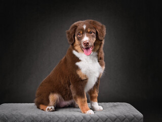 Sitting Australian Shepherd puppy