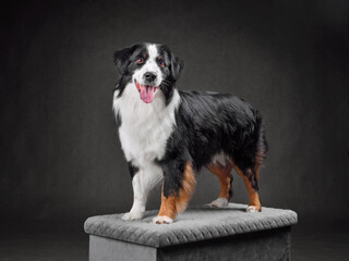 Standing Australian Shepherd dog