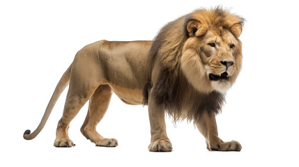 Obraz na płótnie Canvas Full body size lion isolated on white transparent background png. Generative AI