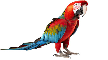 Macaw ara parrot isolated on white transparent background png. Generative AI - obrazy, fototapety, plakaty