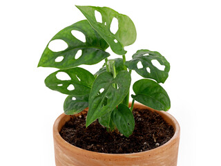 small Monstera Adansonii or Monstera Monkey leaf houseplant in terracotta flower pot isolated on white background, close up