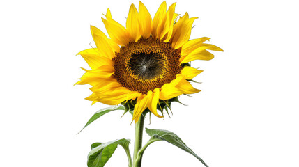 Obraz premium Sunflower isolated on white transparent background png. Generative AI