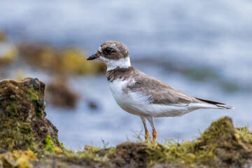 Wilsons Plover