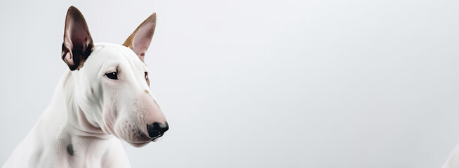 Bull Terrier Dog On White Background. Banner, panorama or website header format.. Generative AI