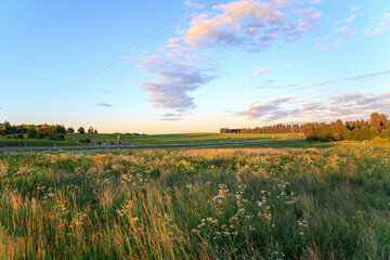 Flowers, sun and meadow in Jarva County, Estonia