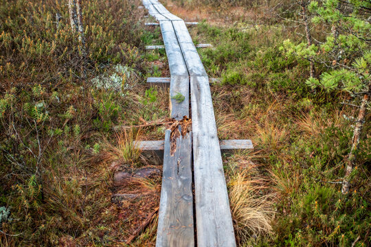 Broken boardwalk in Loosalu swamp.