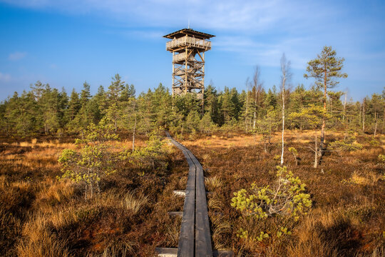 Mukri Swamp Lookout Tower. Summer and sun.
