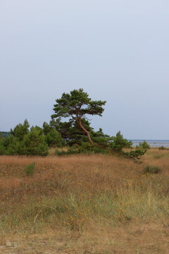 Crooked beach pine in Hiiumaa, Estonia. Summer and sun.