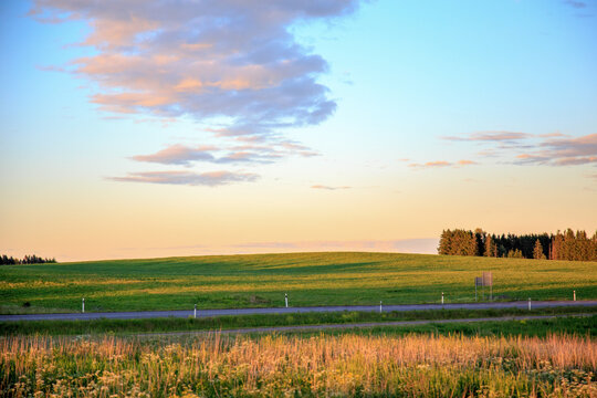 Flowers, sun and meadow in Jarva County, Estonia