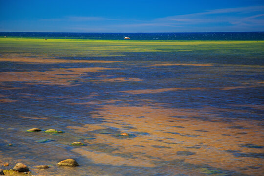 The sea blooms on Tabalalu beach in Estonia.