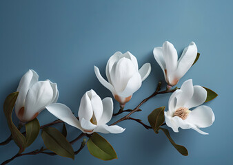 Magnolia bloom in spring on blue background. Branches with Large white Magnolia grandiflora flowers close-up view. Generative ai