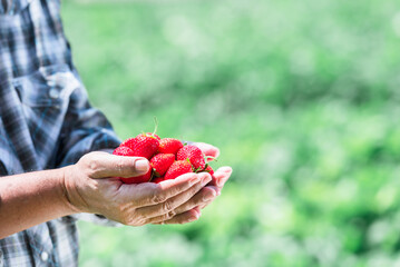 Farmer holding lots of fresh red strawberries which he harvested on the strawberry farm. to...