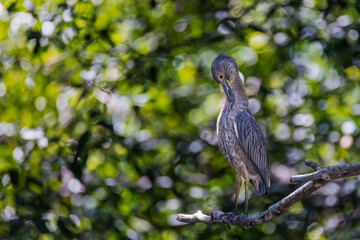 Night Heron juvinile