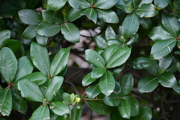 Quercus phillyraeoides (Umame oak) hedge.
Fagaceae evergreen tree native to Japan. It is used for hedges because it is resistant to pests and does not fall off much.