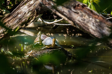 turtles int the pond