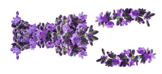 Fototapeta premium Lavender macro. Lavender flowers isolated. Set on white background.
