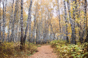 Autumn forest with trees surrounding long pathway with fallen leaves. Red and yellow leaves cover footpath surrounded by birch and bushes