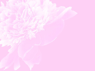 Abstract floral backdrop of pink flowers over pastel colors with soft style for spring or summer time. copy space.