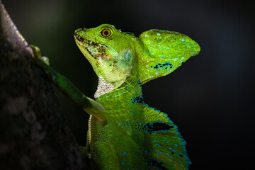 green lizard on a branch