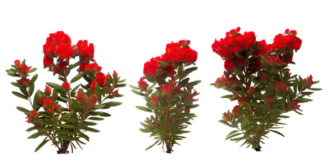A set of red flowers shrubs isolated on white transparent background png. Generative AI