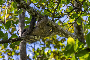 Sloth