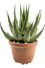 Fototapeta premium Aloe vera plant in a pot isolated on white transparent background png. Generative AI