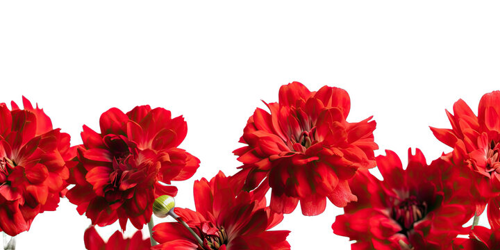 Red flowers on white transparent background png. Generative AI