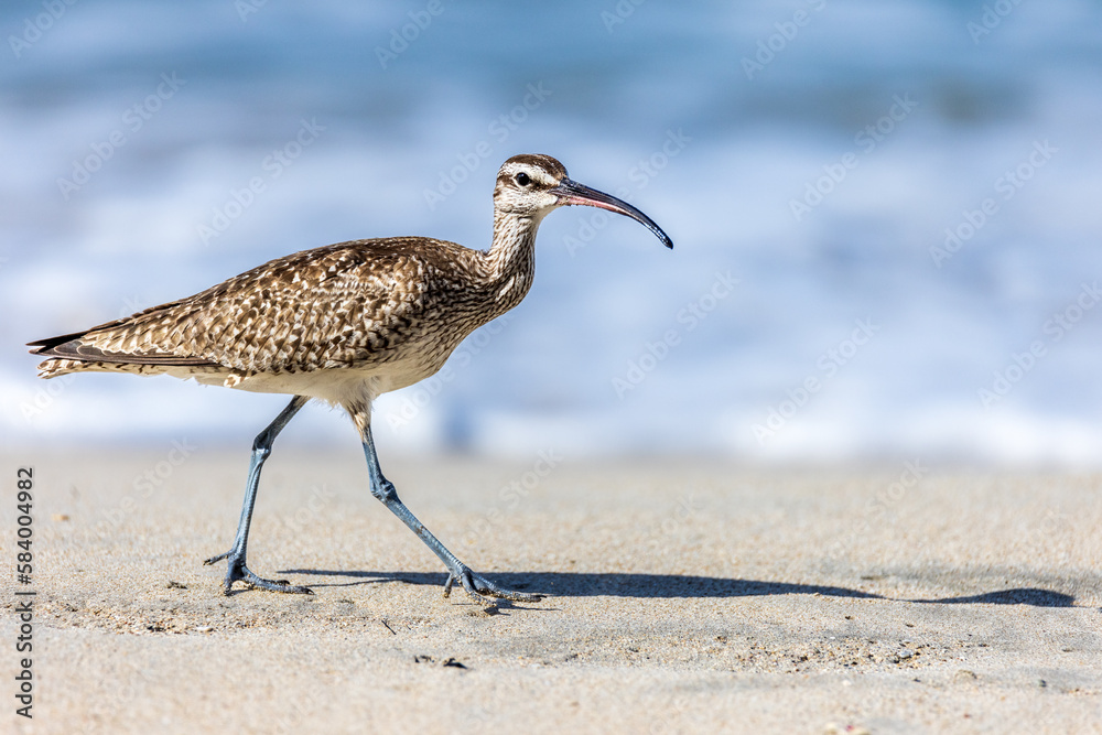 Canvas Prints Whimbrel