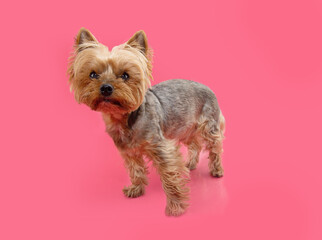 Portrait senior yorkshire dog. Isolated on pink background