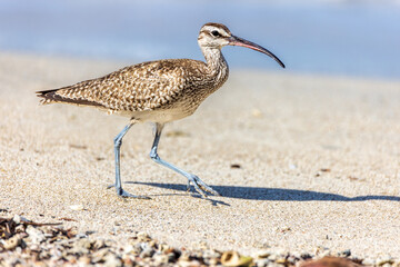 Whimbrel