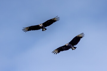 Black Vultures
