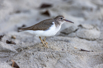 Spotted Sandpiper