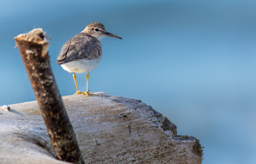 Spotted Sandpiper