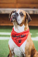 Boxer Dog Up For Adoption