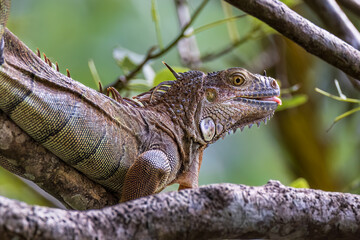 iguana on a branch