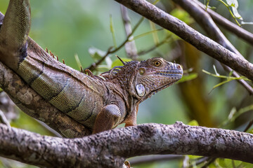 green iguana on a branch
