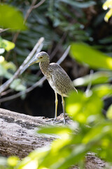 Night Heron juvinile,