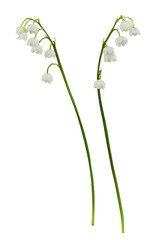Set of Lily of the valley flowers isolated on white or transparent background