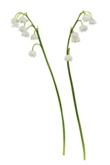 Foto auf Alu-Dibond Set of Lily of the valley flowers isolated on white or transparent background © Ortis