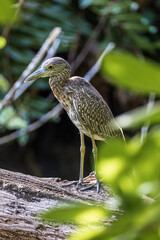 Night Heron juvinile,